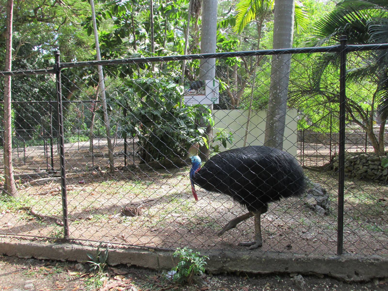 cassowary havana zoo