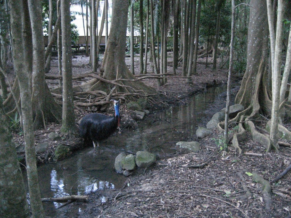 Cassowary having a drink in its enormous enclosure