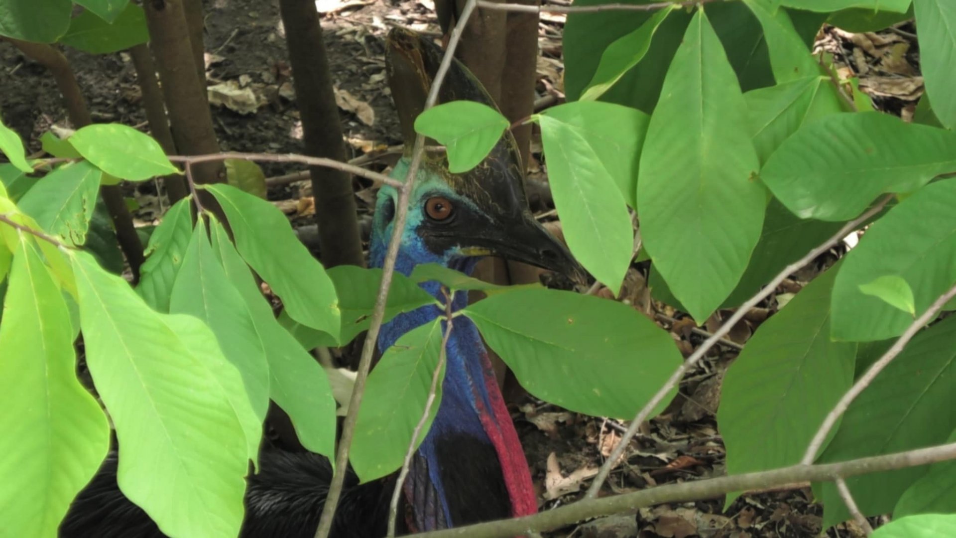 Cassowary hiding in the brush