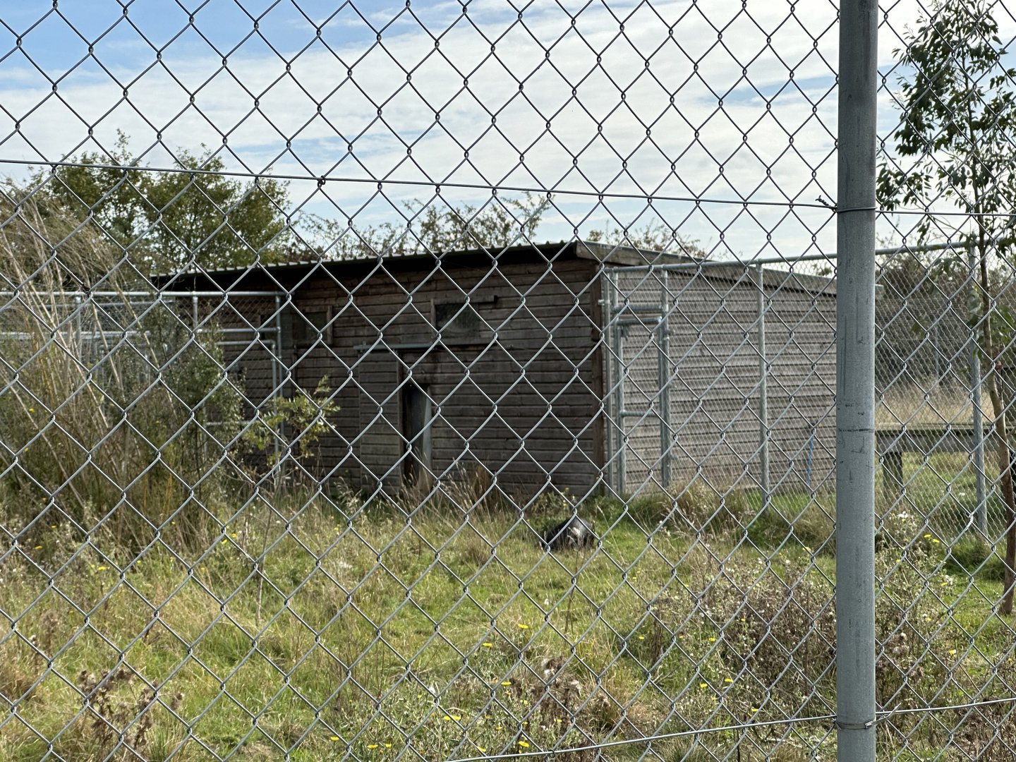 Cassowary Housing at Hamerton Zoo Park (October 2023)