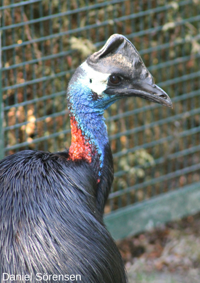 Cassowary ID help please?