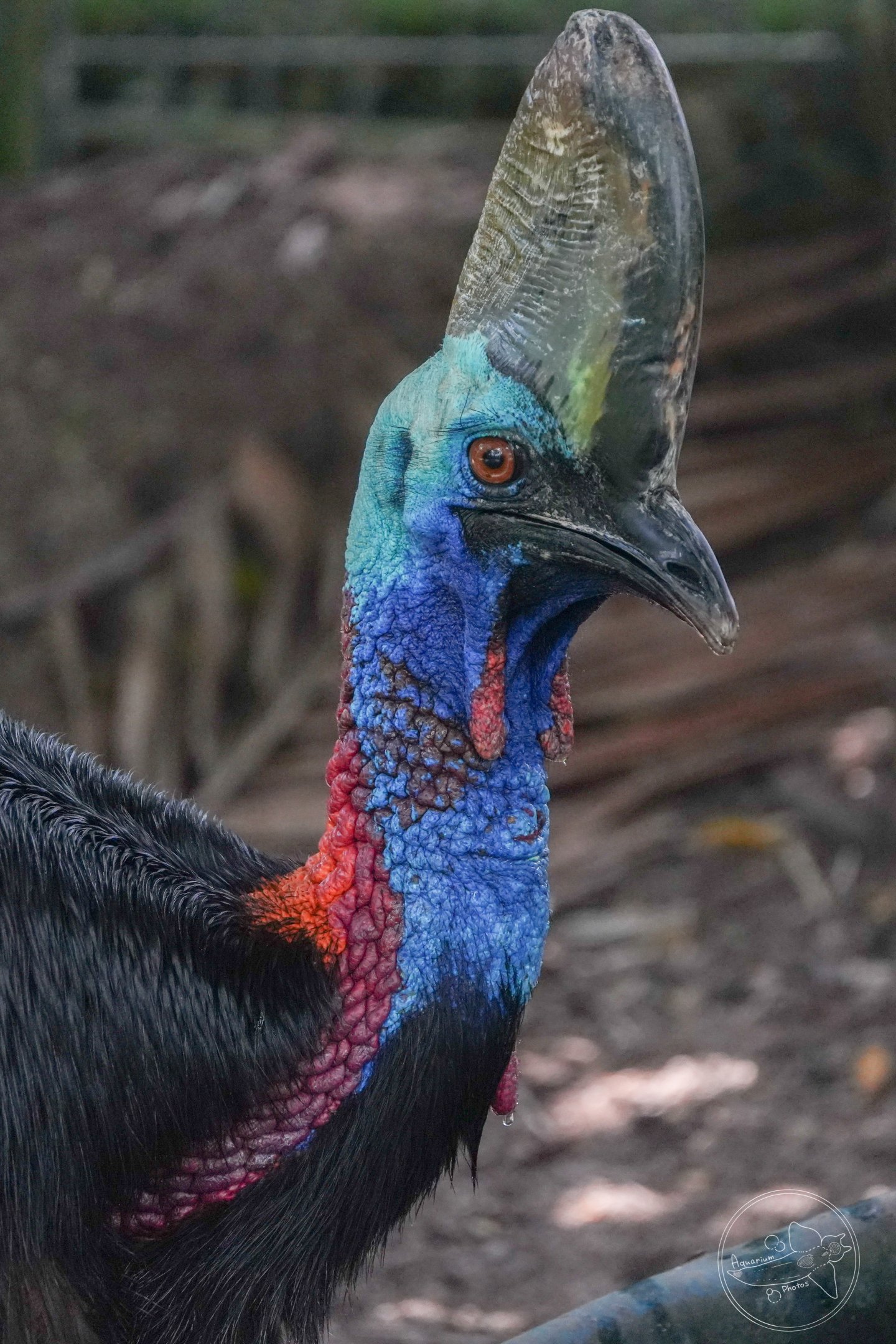 Cassowary ID? (Johor Zoo, Johor, Malaysia)