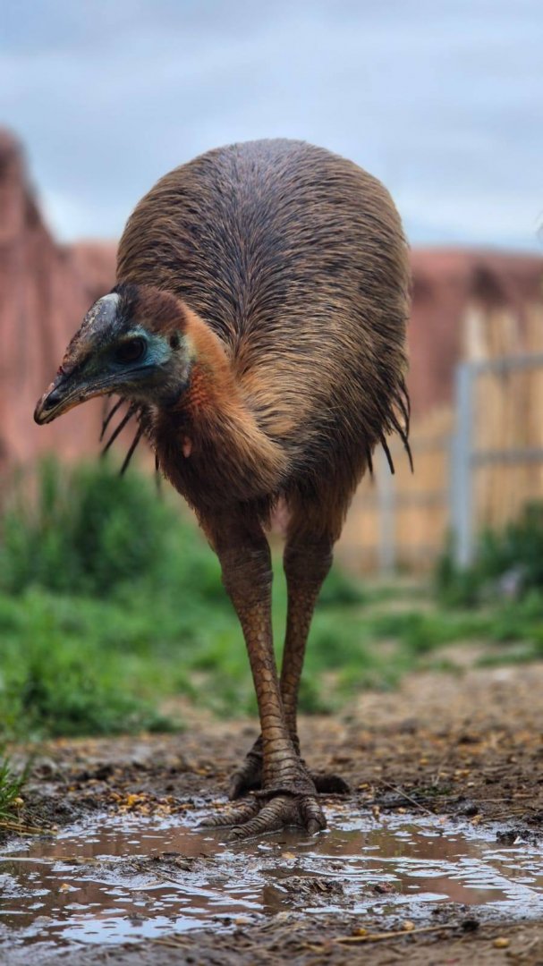 Cassowary ID