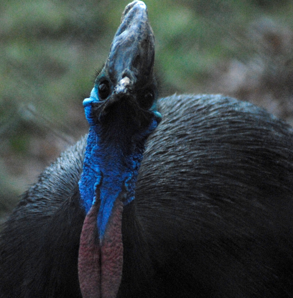 Cassowary II - Cotswolds 2021