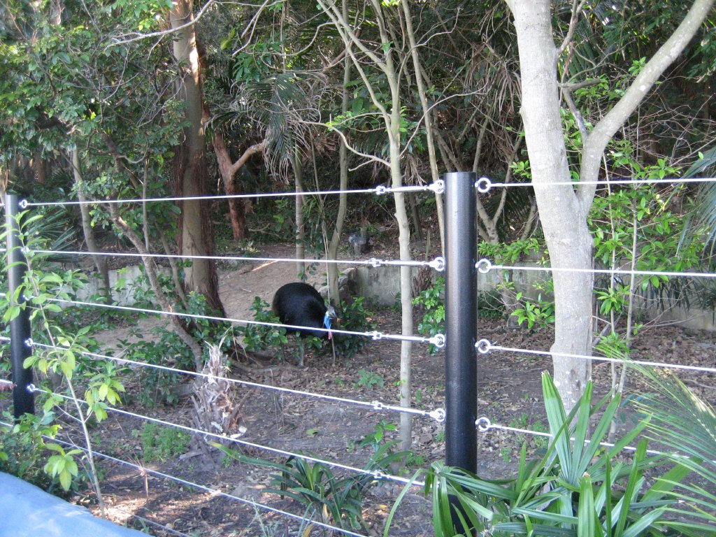 Cassowary in enclosure