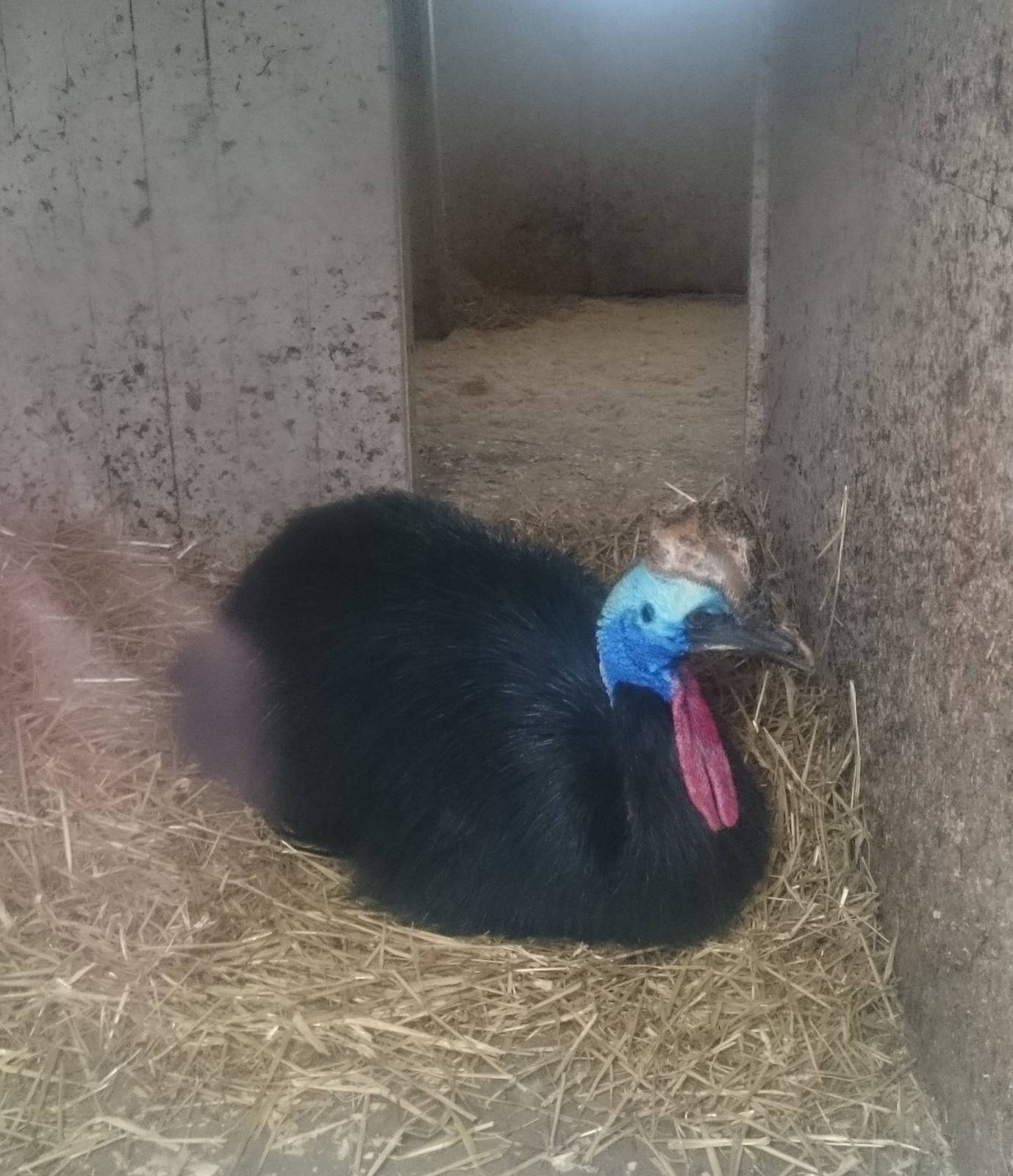 Cassowary in inside enclosure