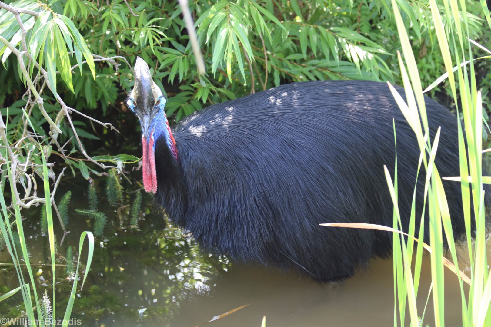 Cassowary in the Water