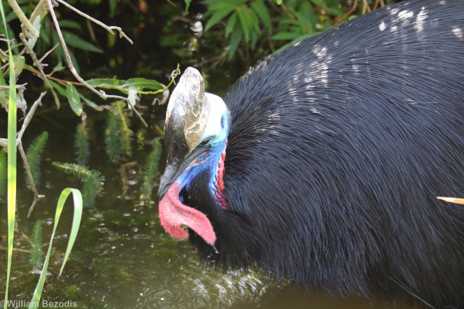 Cassowary in the Water
