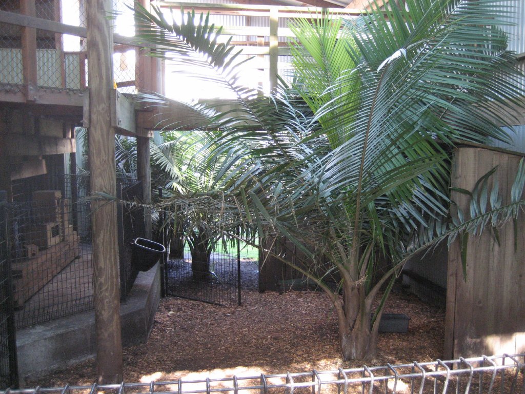 Cassowary indoor area