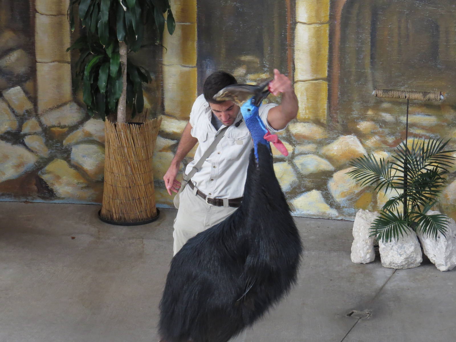 Cassowary jumping in show, March 2015