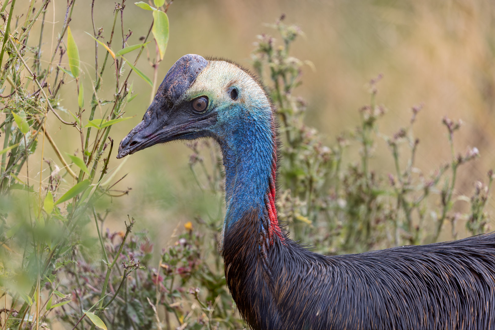 Cassowary Juvenile (f) / Hamerton / 25-7-23