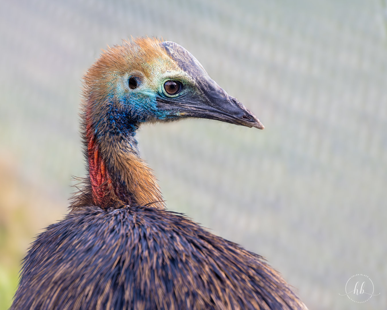 Cassowary Juvenile (f) / Hamerton / 3-2-23