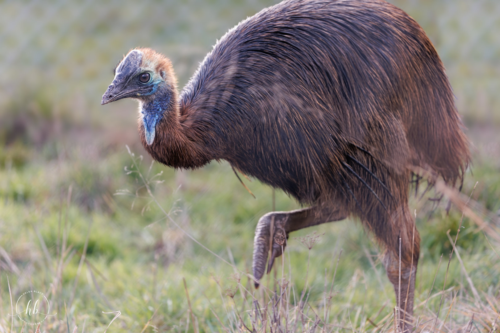Cassowary Juvenile (f) / Hamerton / 3-2-23