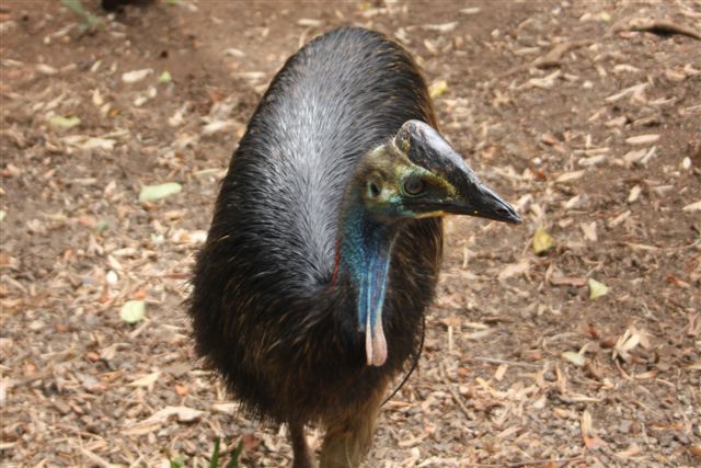Cassowary Juvenile