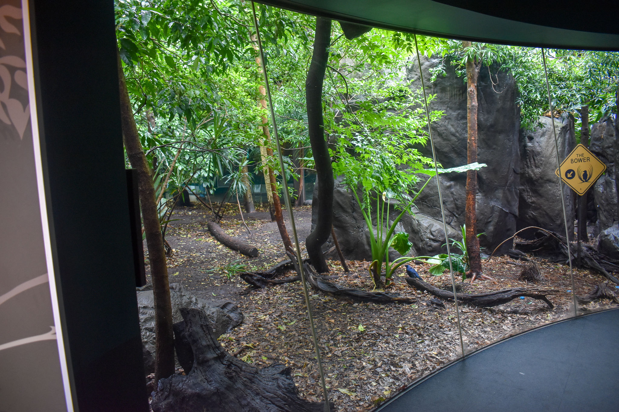 Cassowary/Pademelon Enclosure