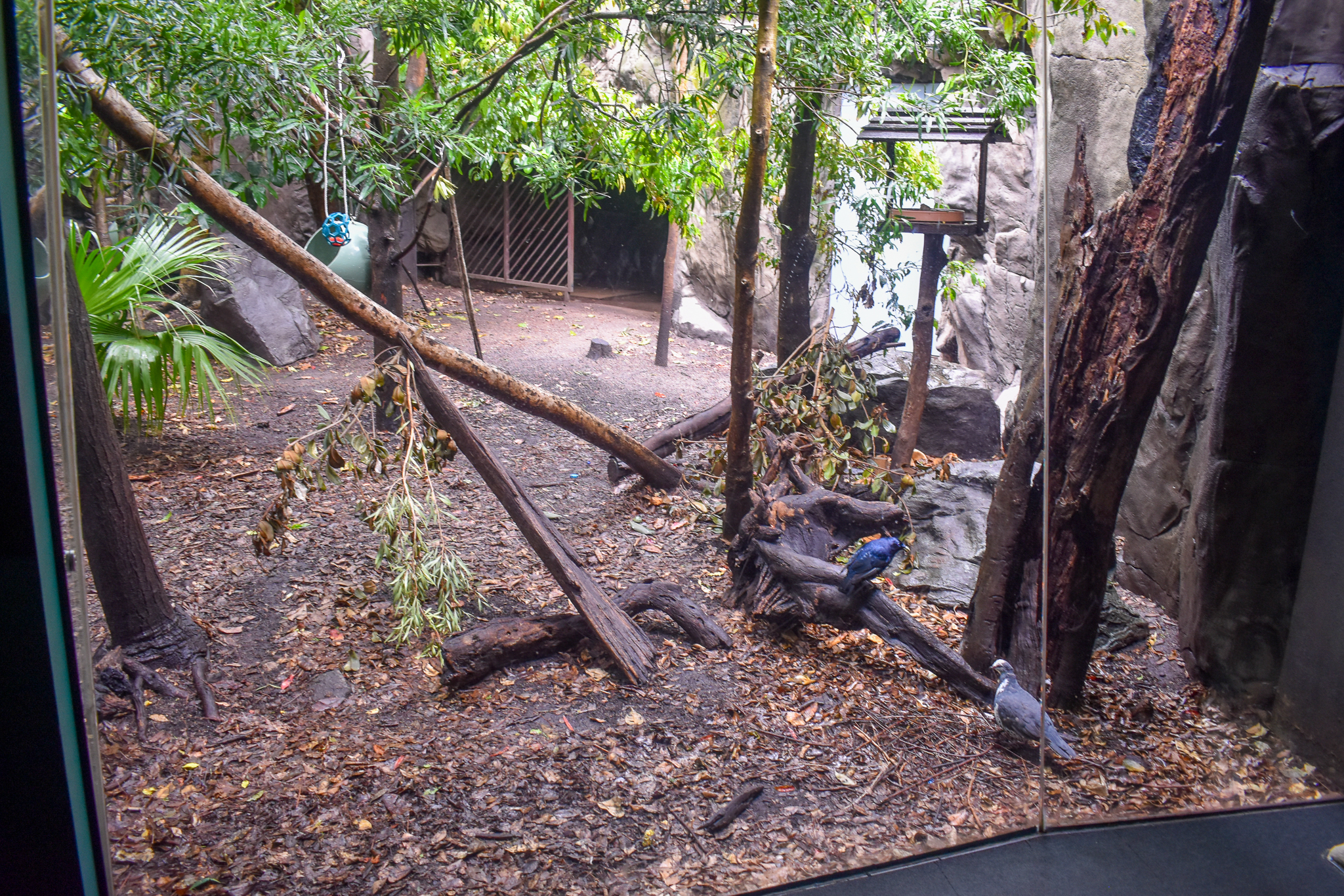 Cassowary/Pademelon Enclosure