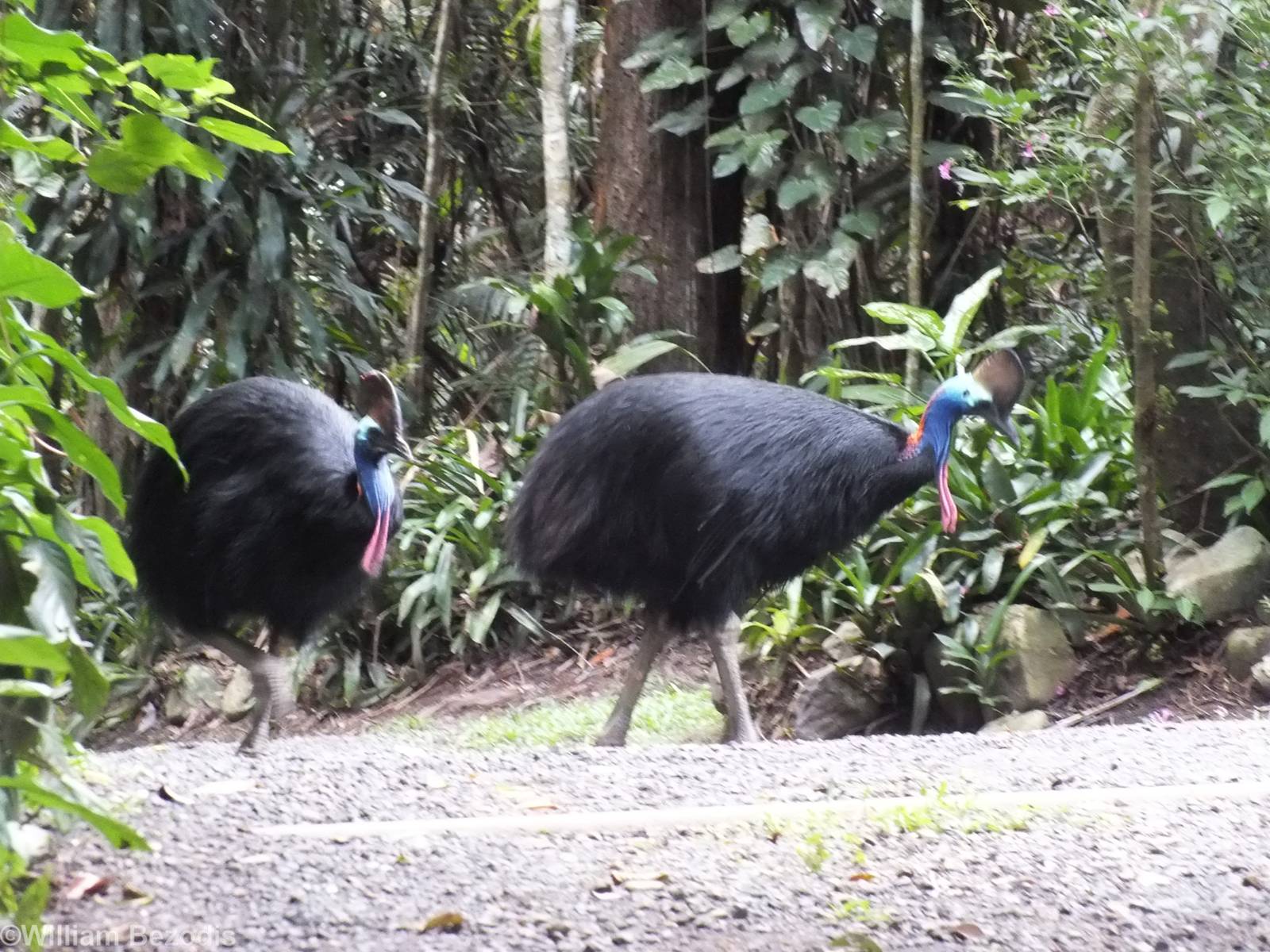 Cassowary Pair