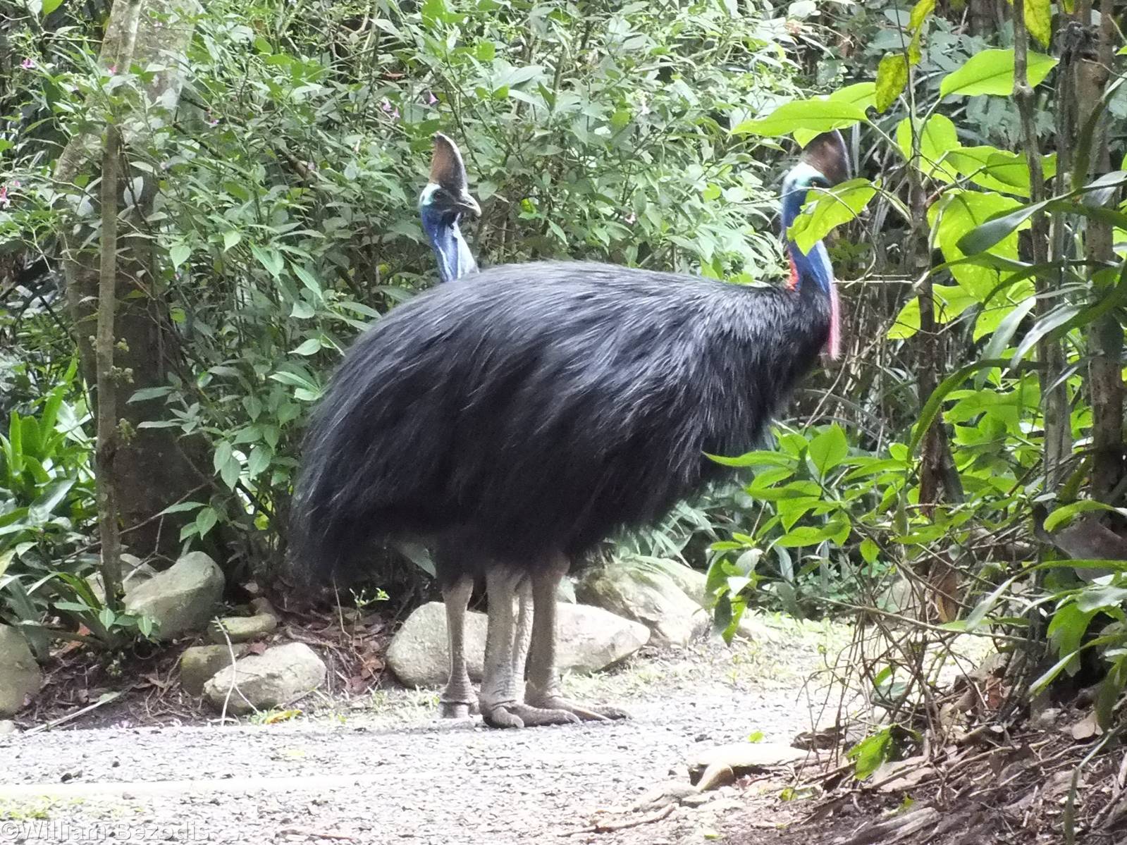 Cassowary Pair