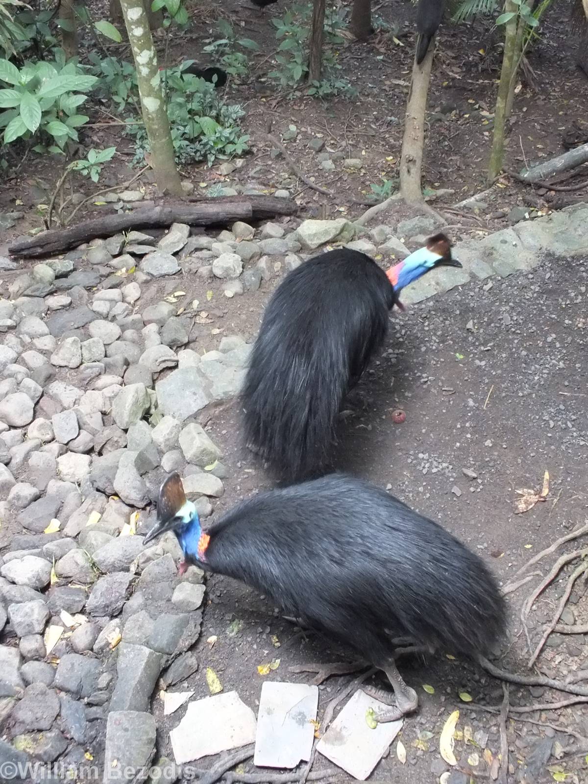 Cassowary Pair