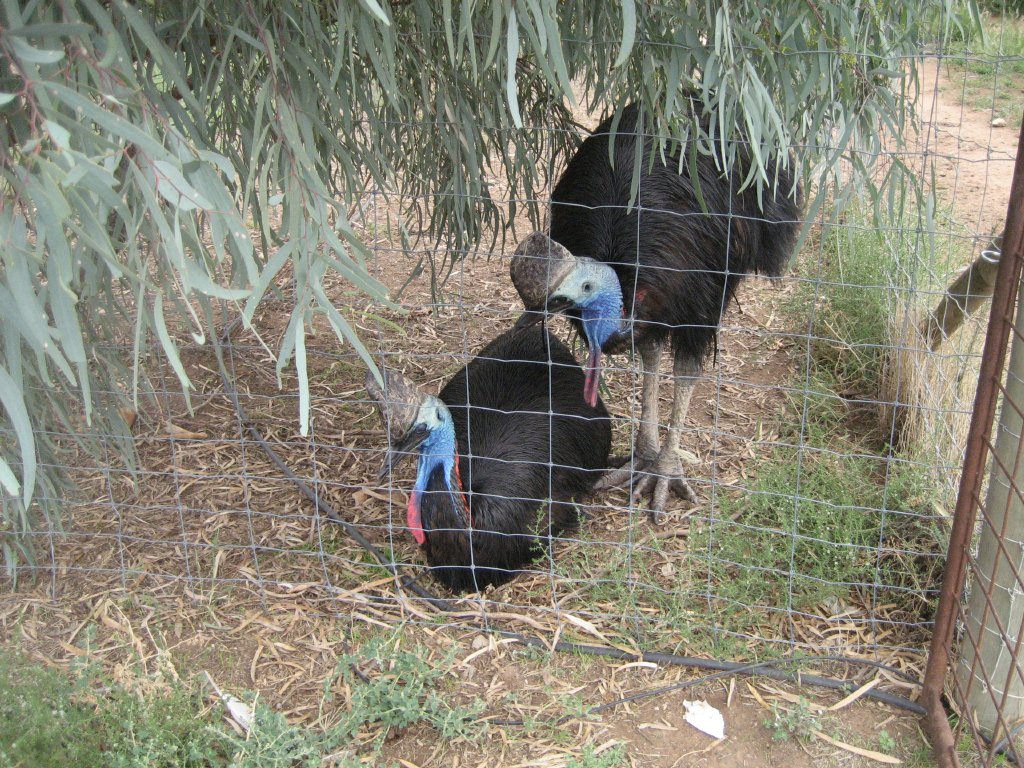 Cassowary pair