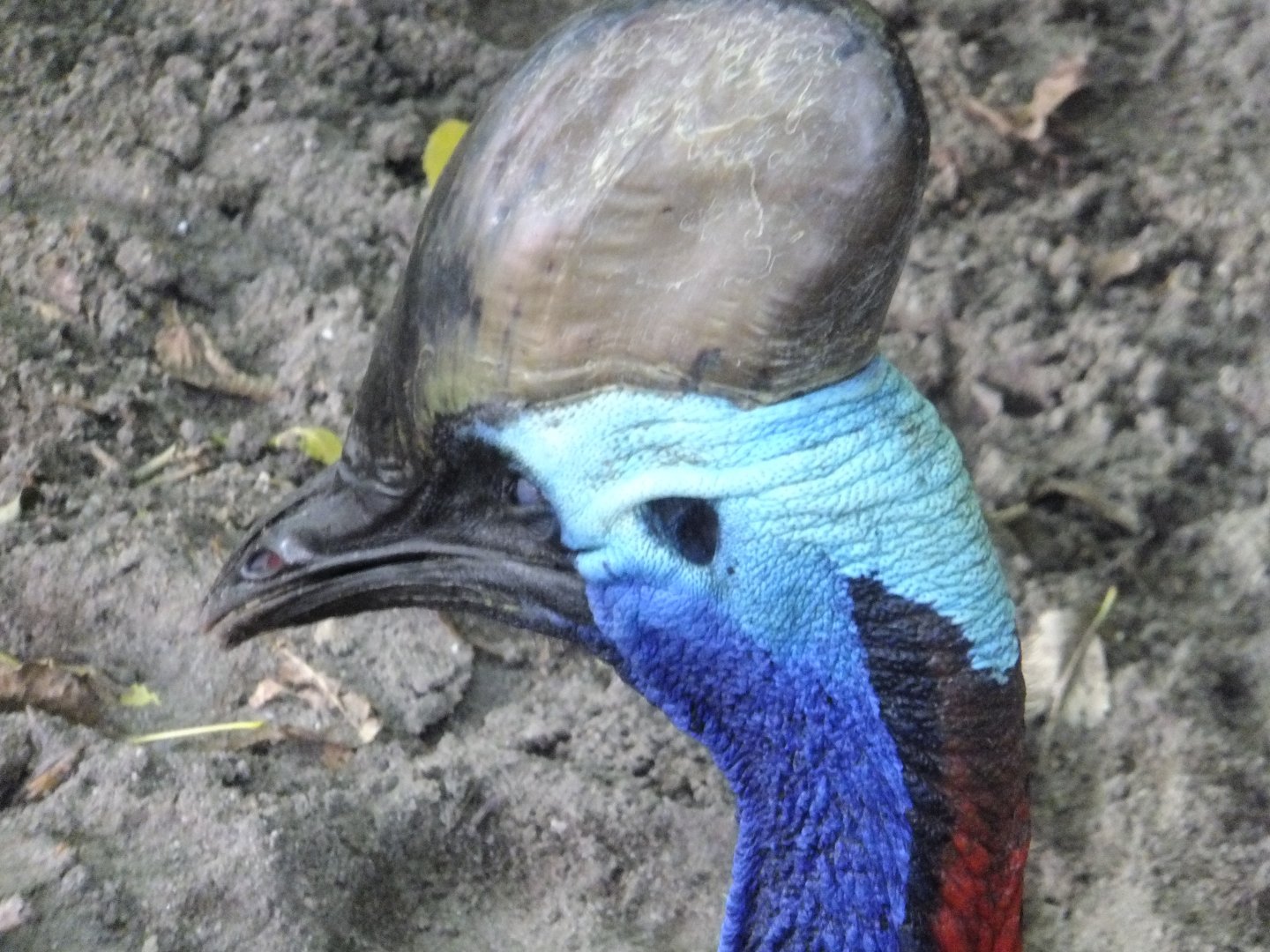 Cassowary portrait