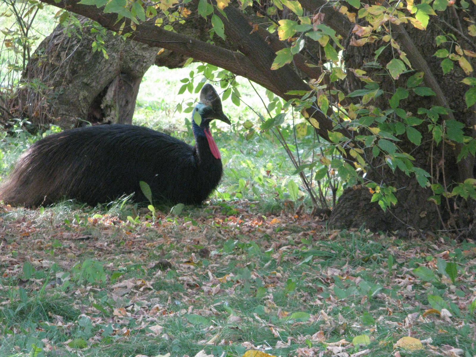 Cassowary Siesta