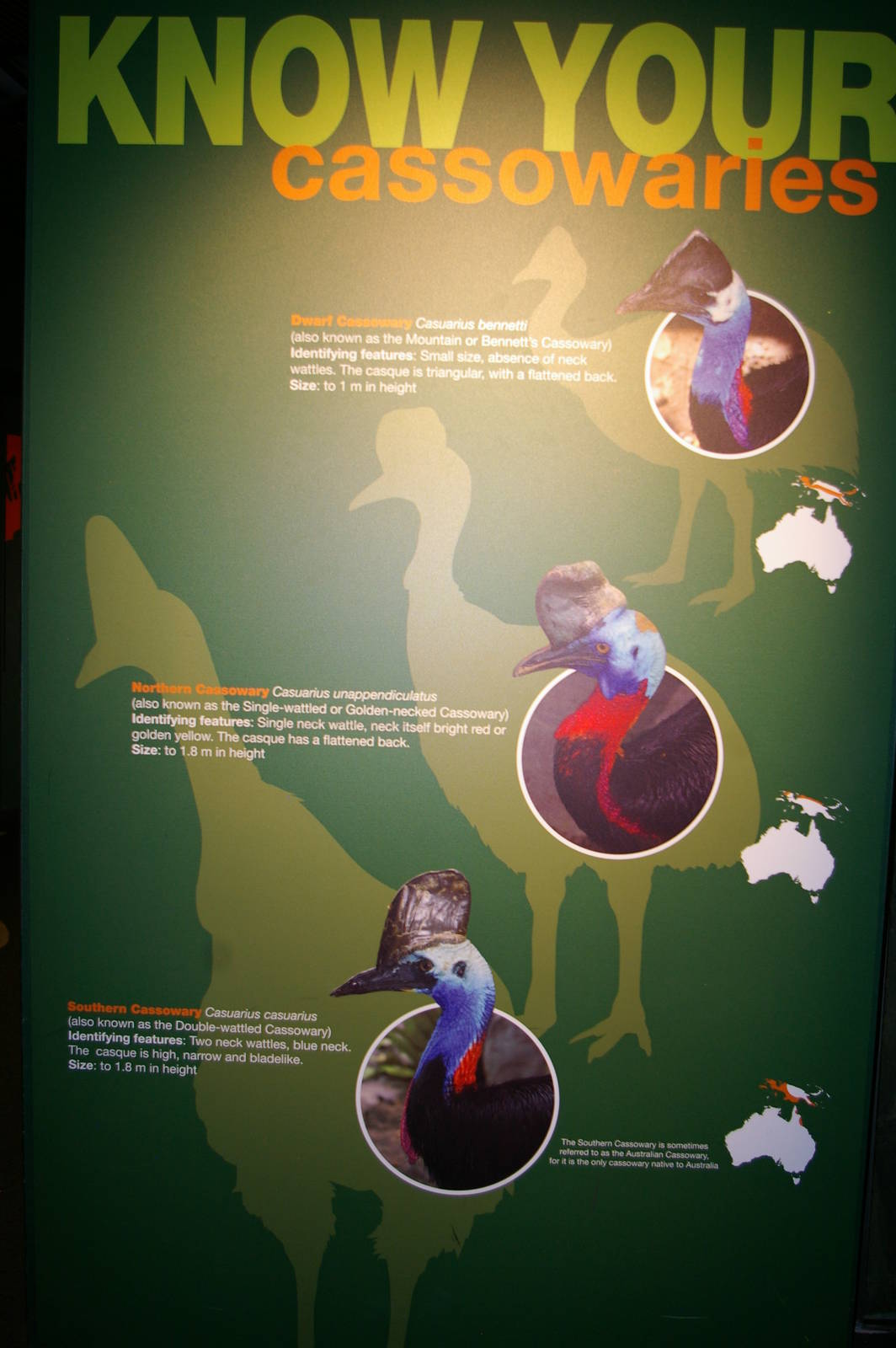 cassowary signage