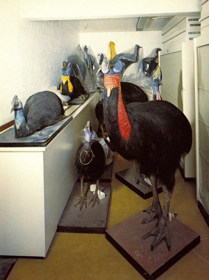 Cassowary Subspecies ID?