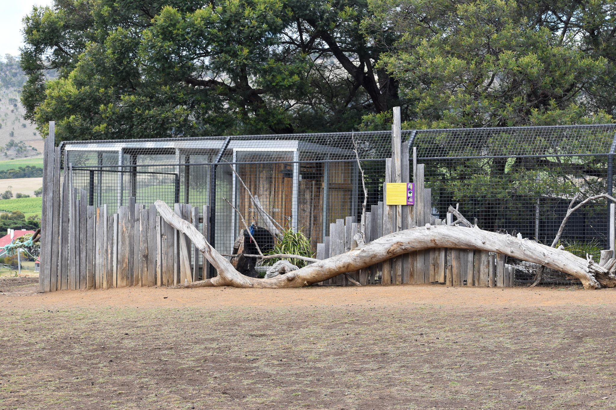 Cassowary/Tasmanian Pademelon enclosure