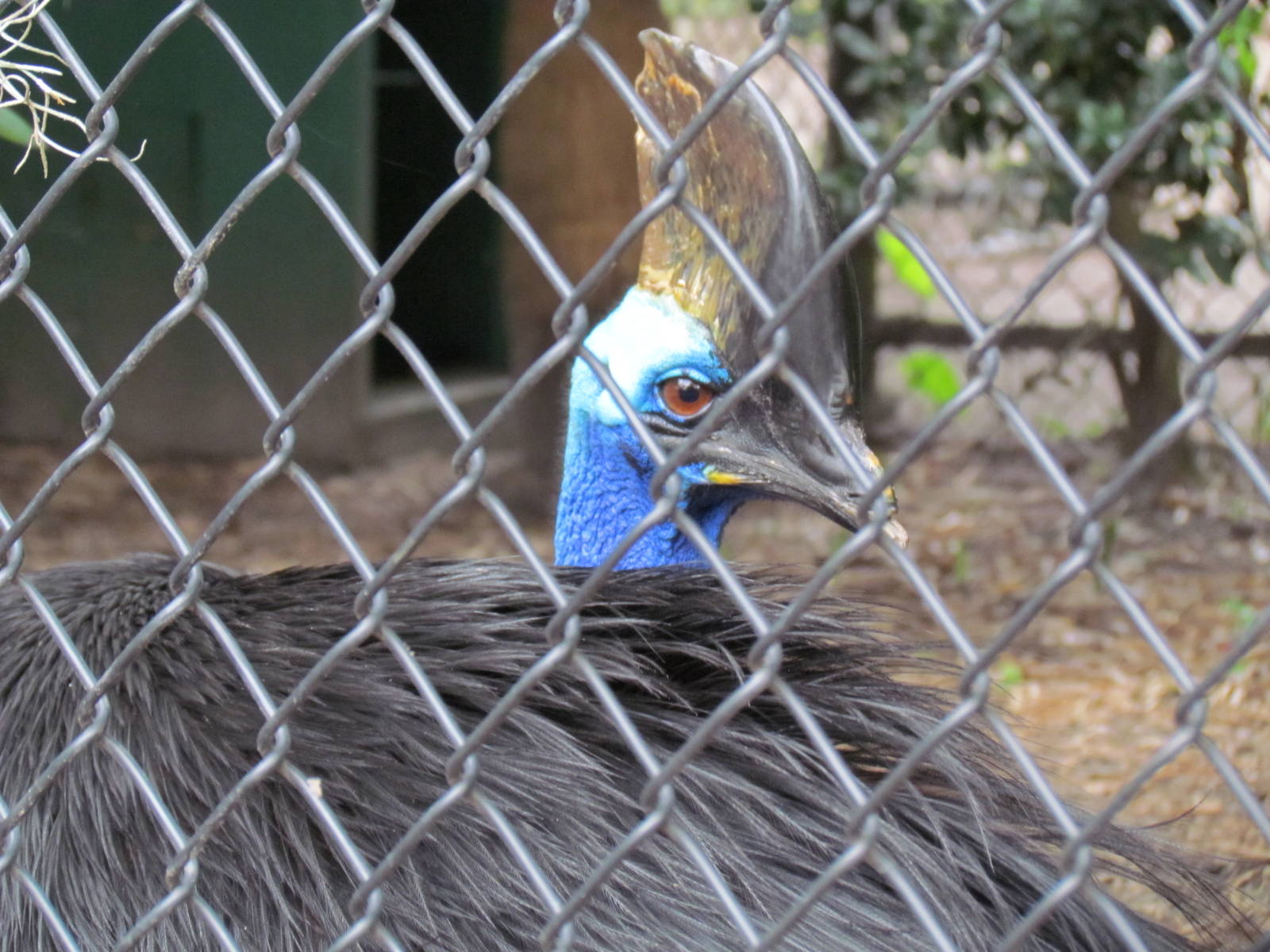 Cassowary Up Close