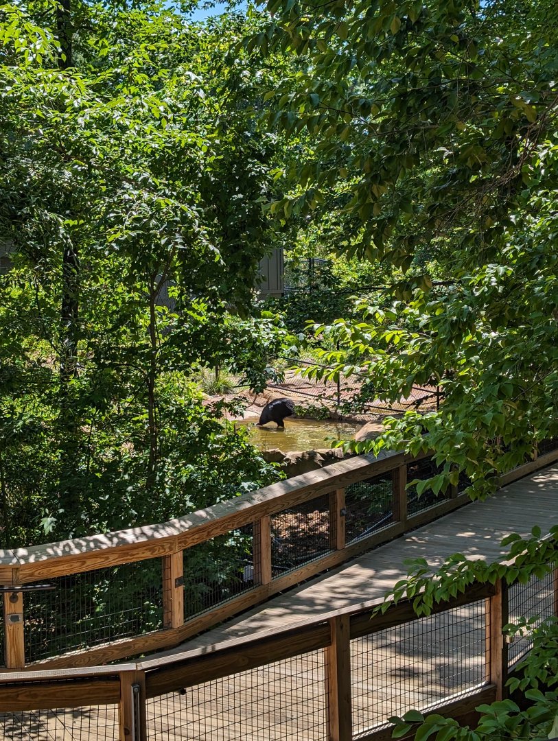 Cassowary view from Treehouse