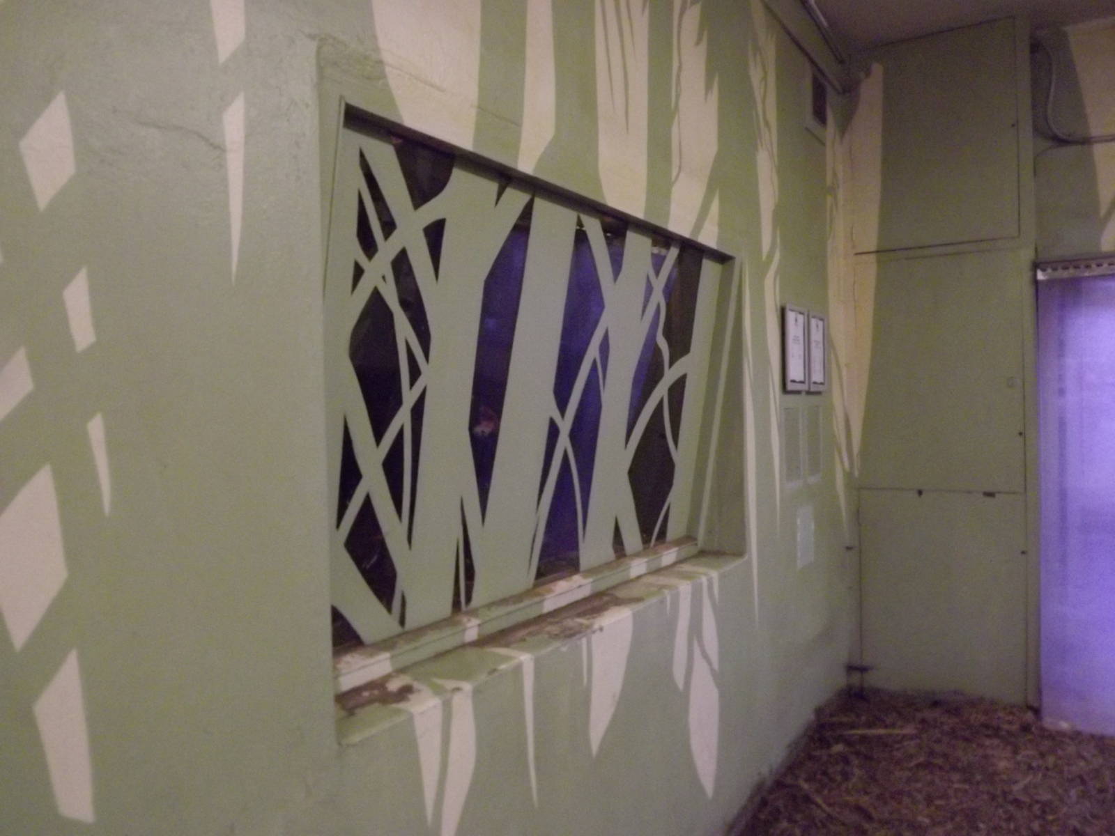 Cassowary viewing at Edinburgh Zoo 28/12/11