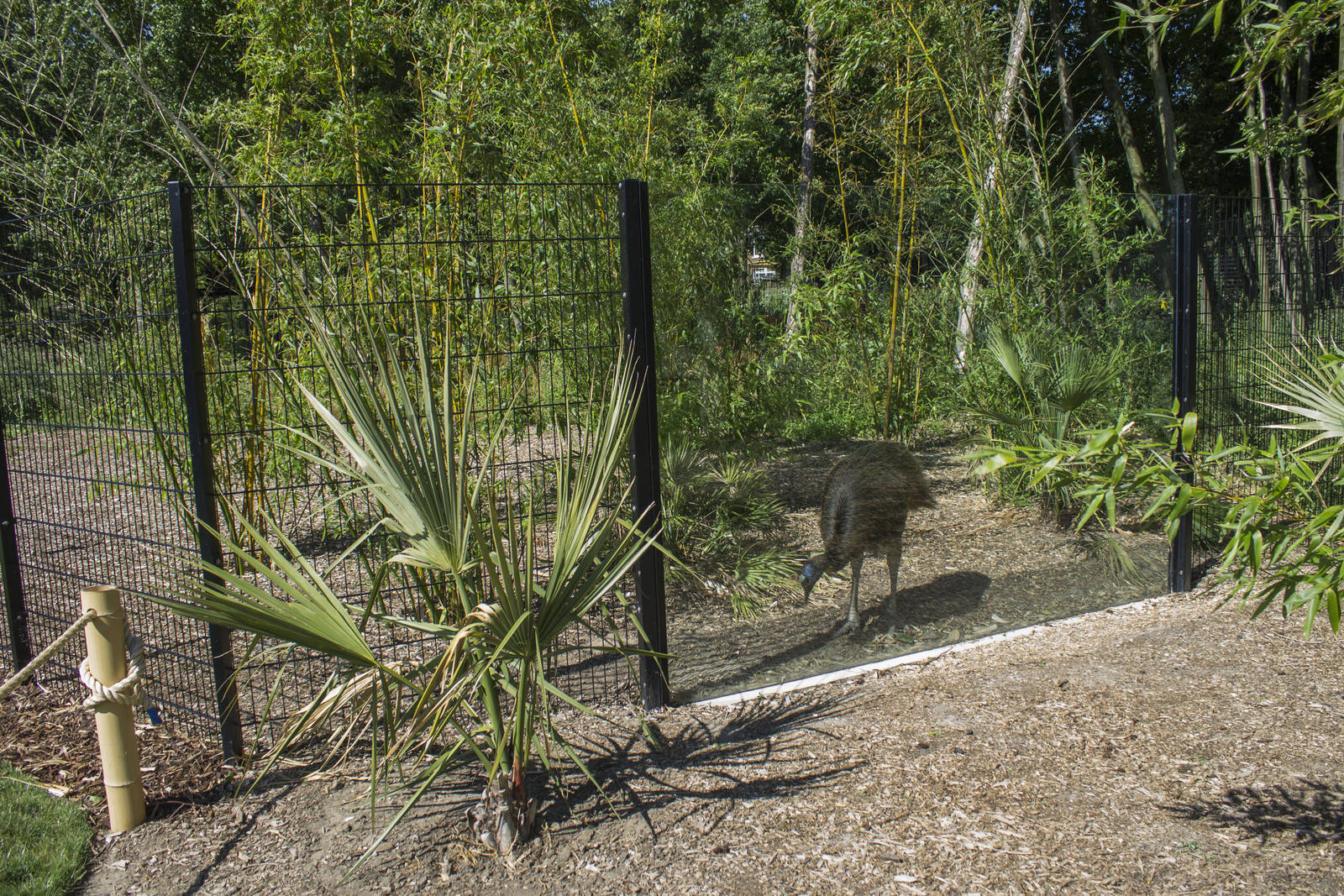 Cassowary viewing window