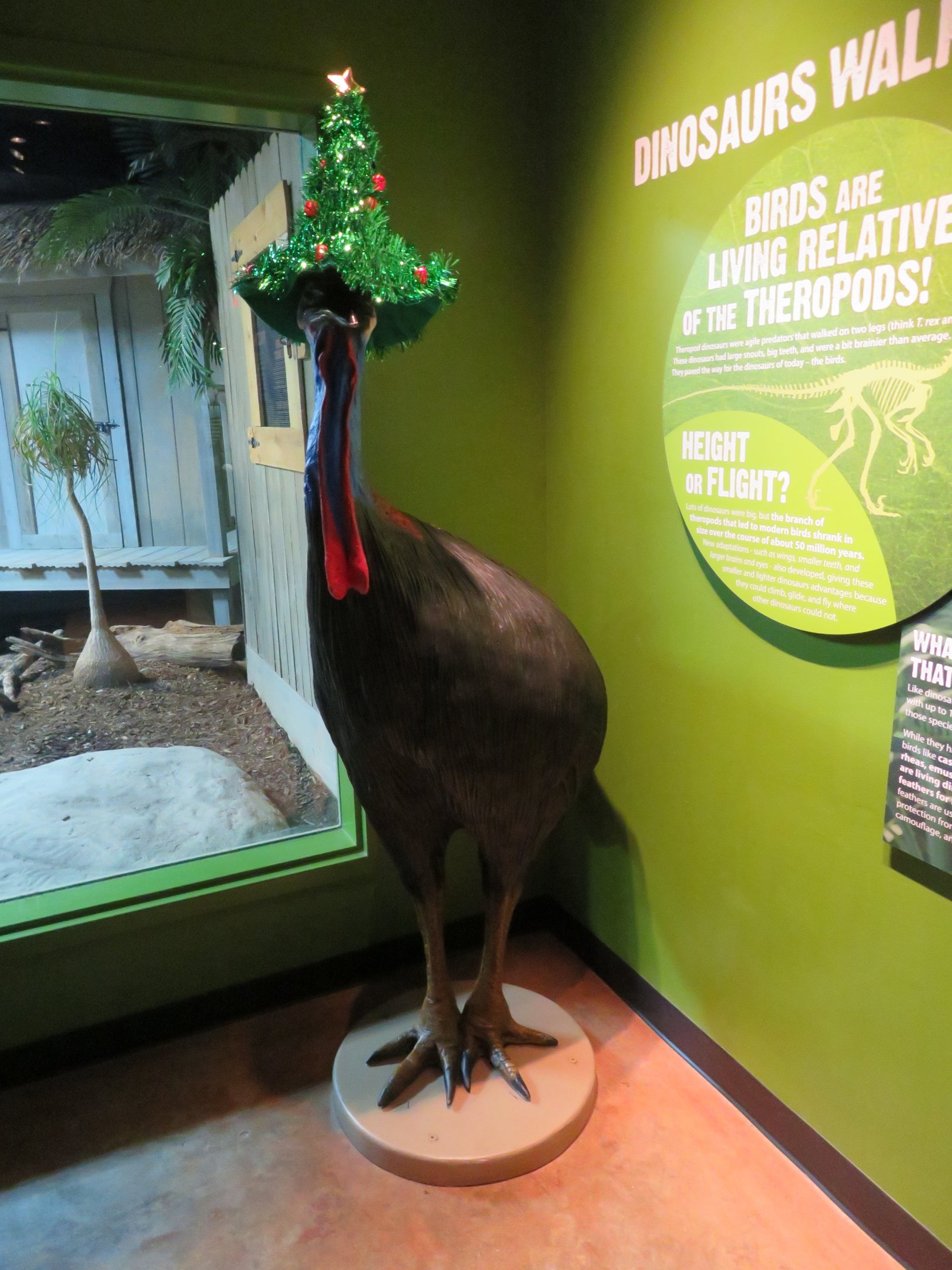 Cassowary with Festive Christmas Hat