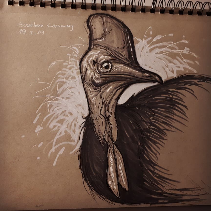 Cassowary zoo drawing