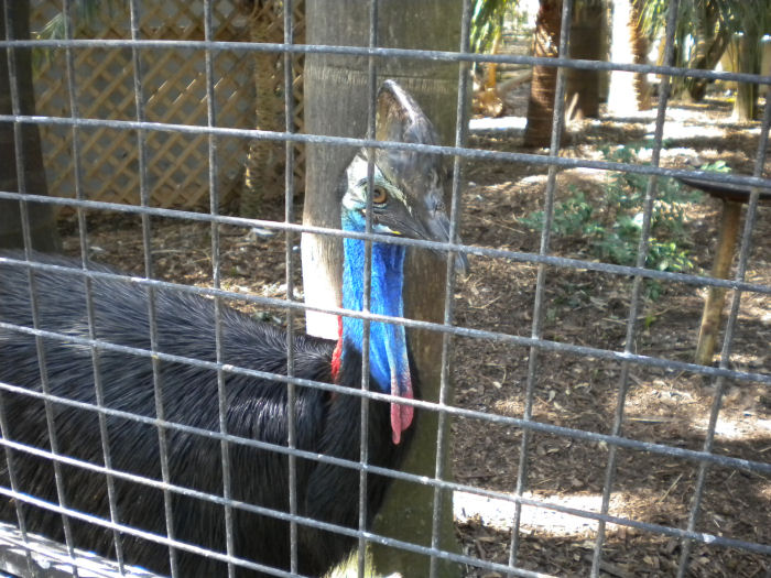 Cassowary.