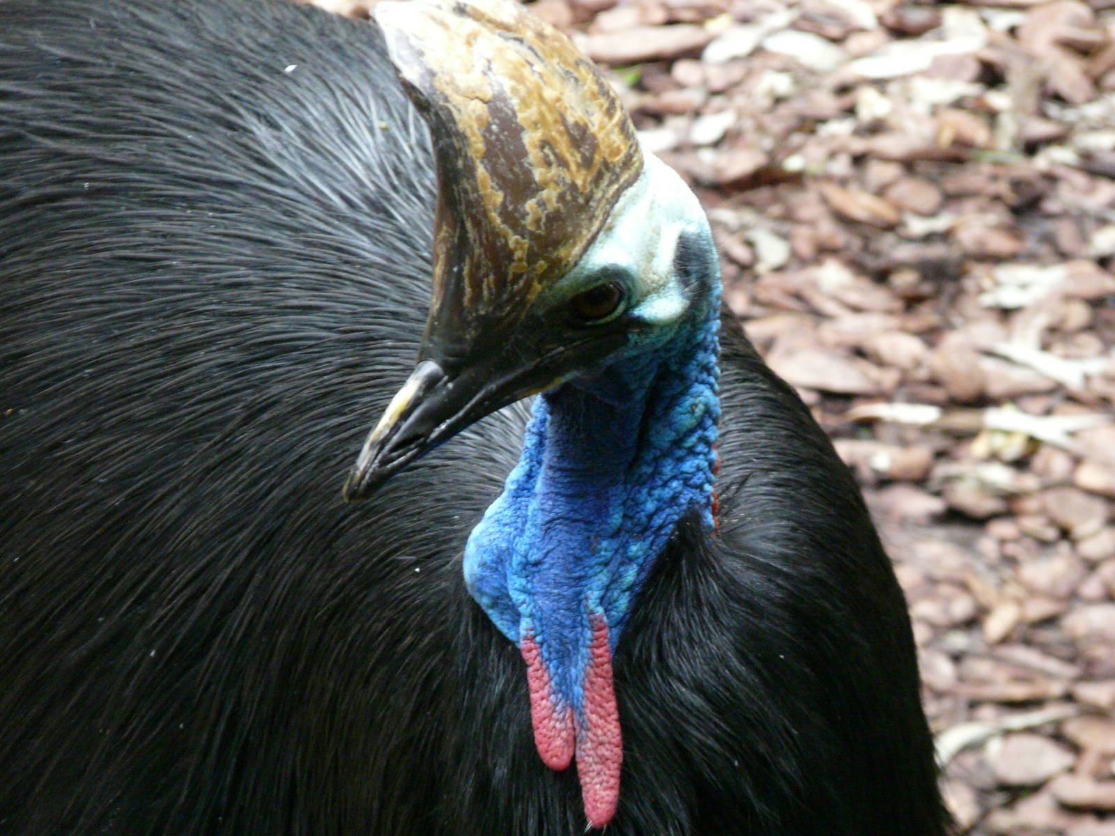 Cassowary