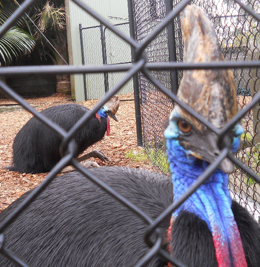 Cassowary
