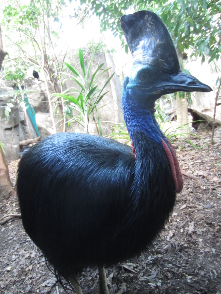 Cassowary