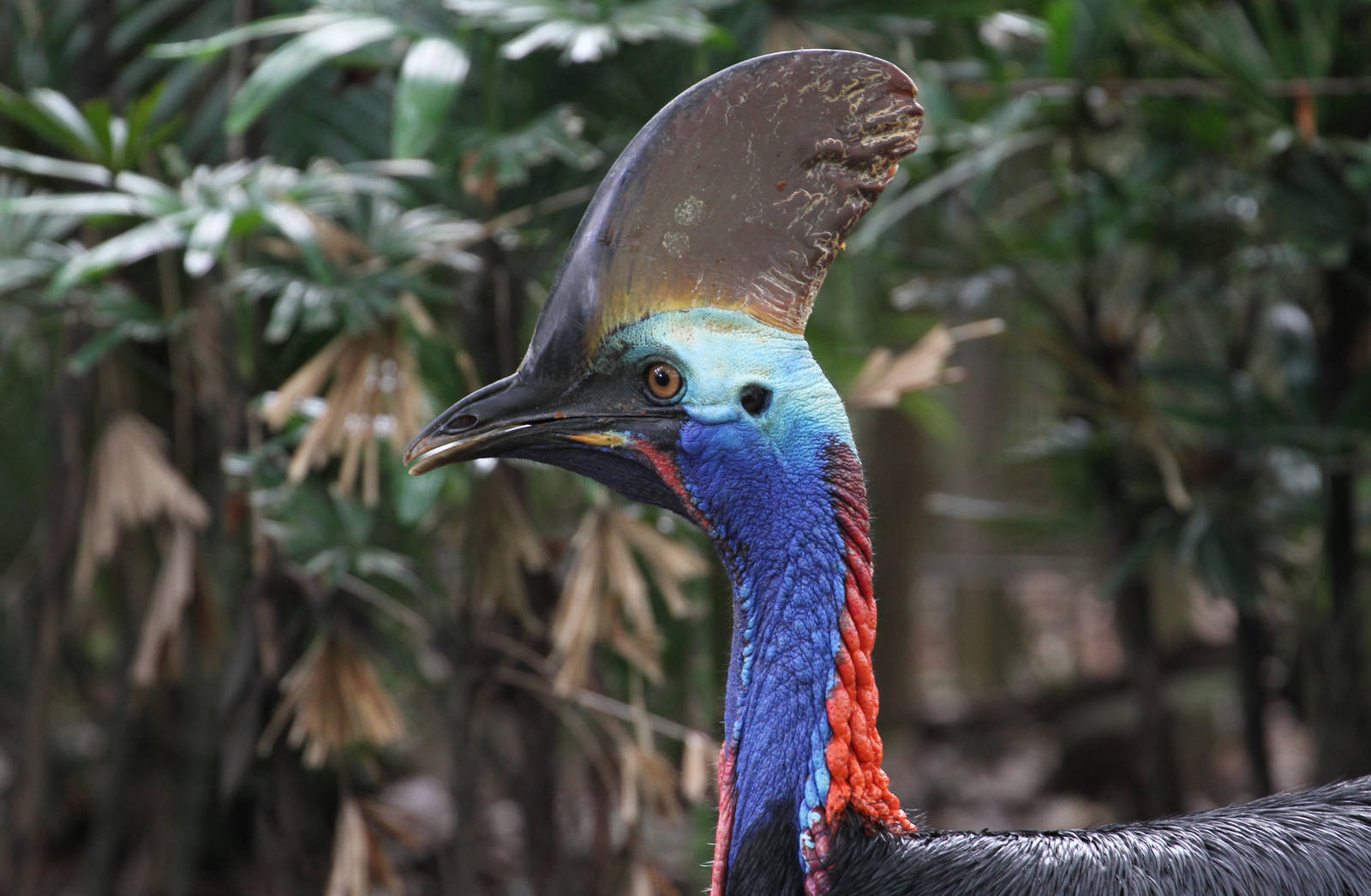 Cassowary