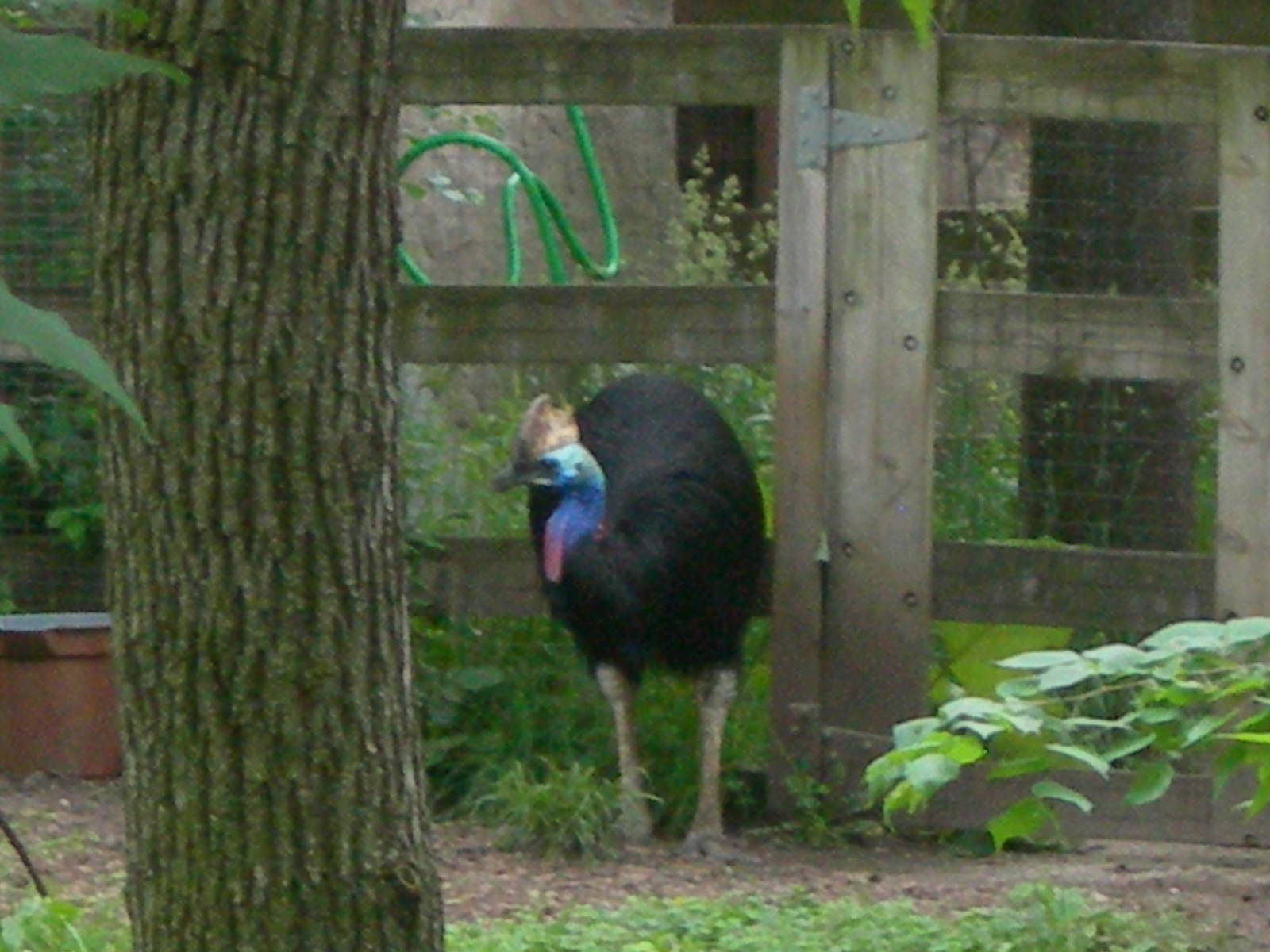 Cassowary