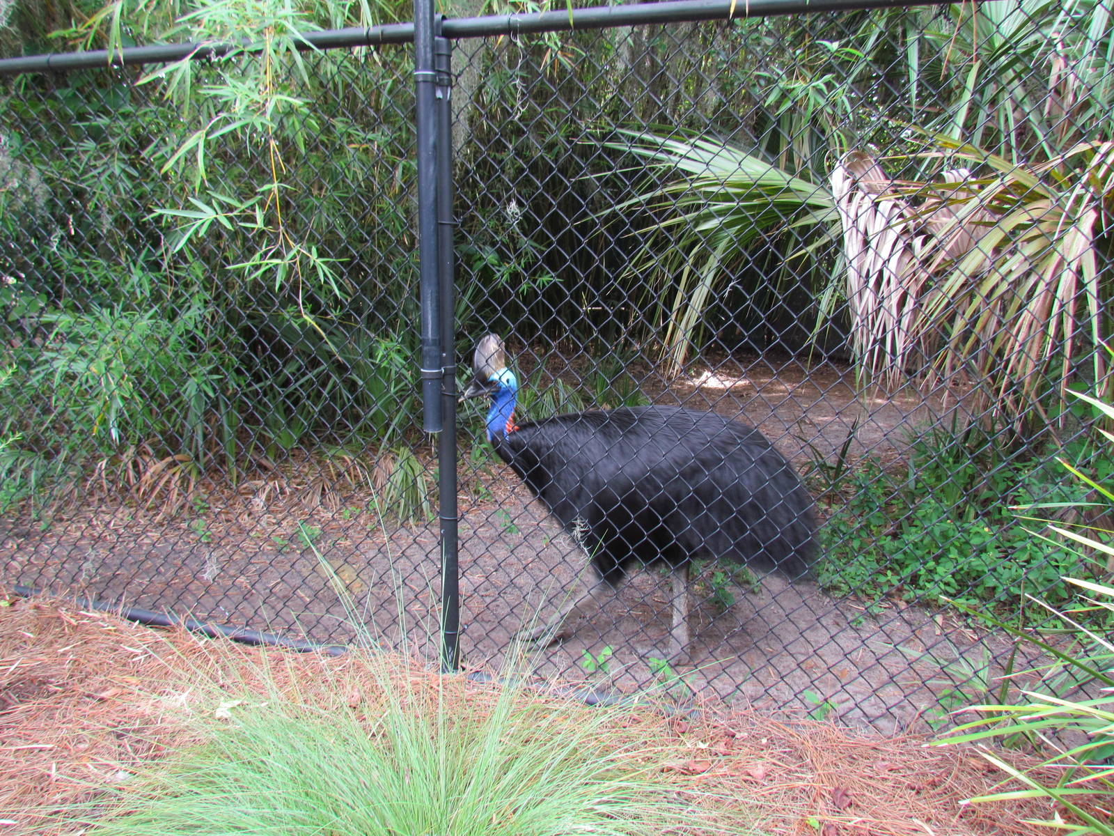 Cassowary