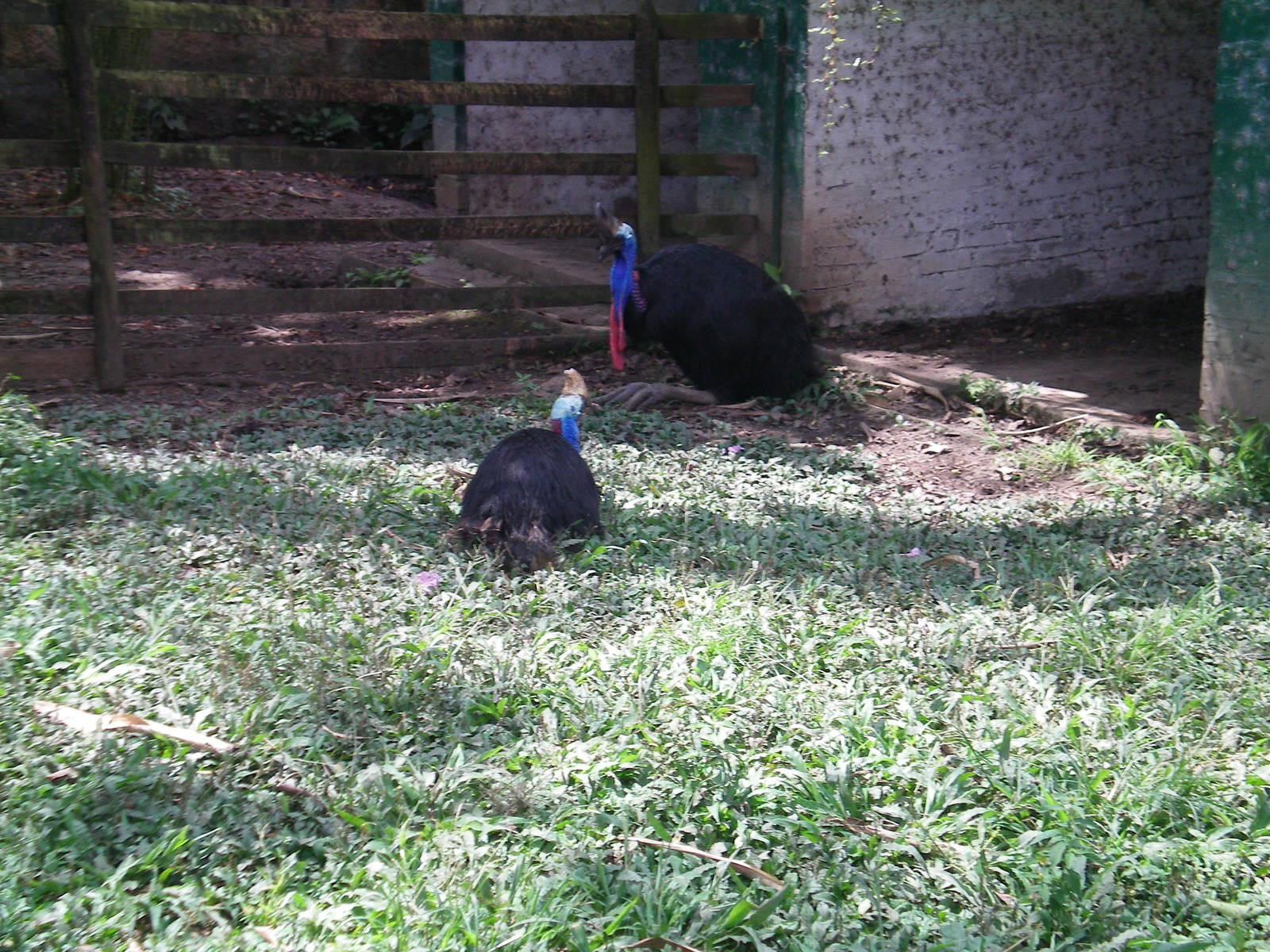 Cassowary