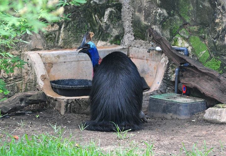 Cassowary