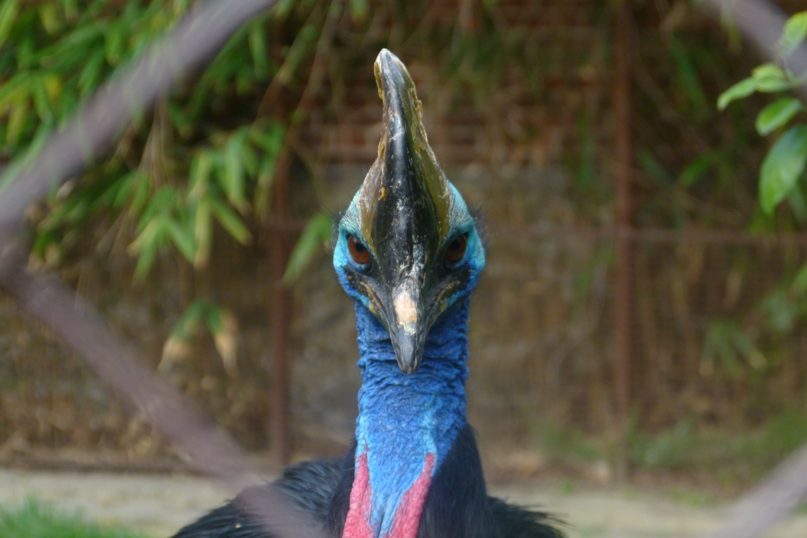 Cassowary