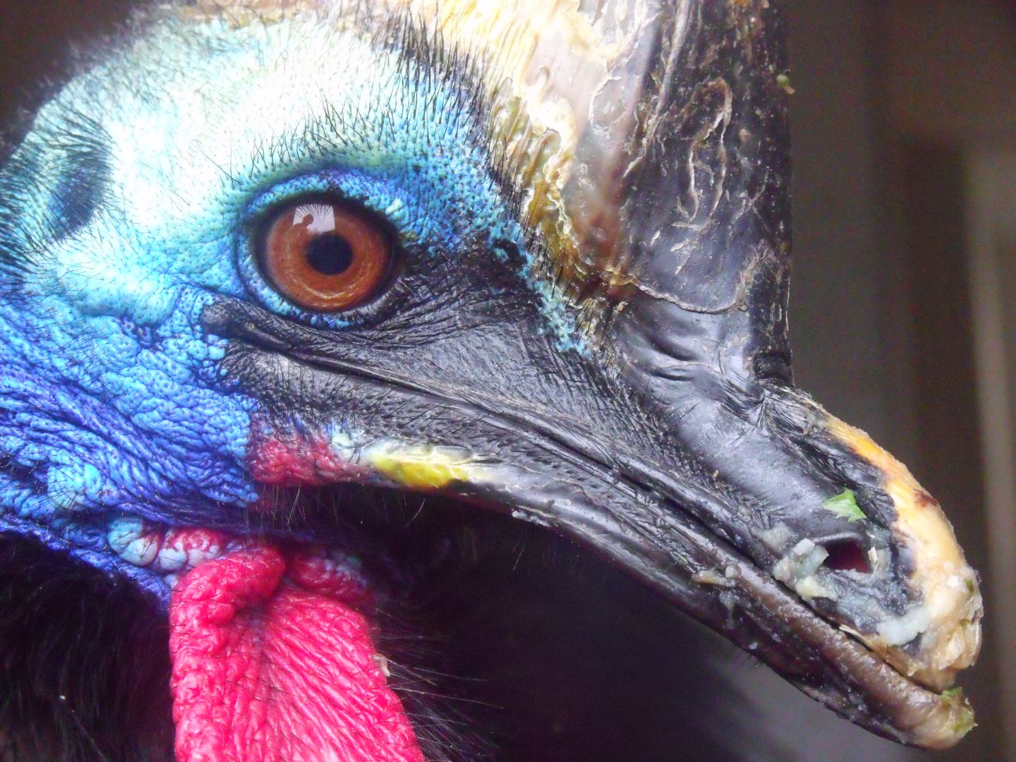 Cassowary