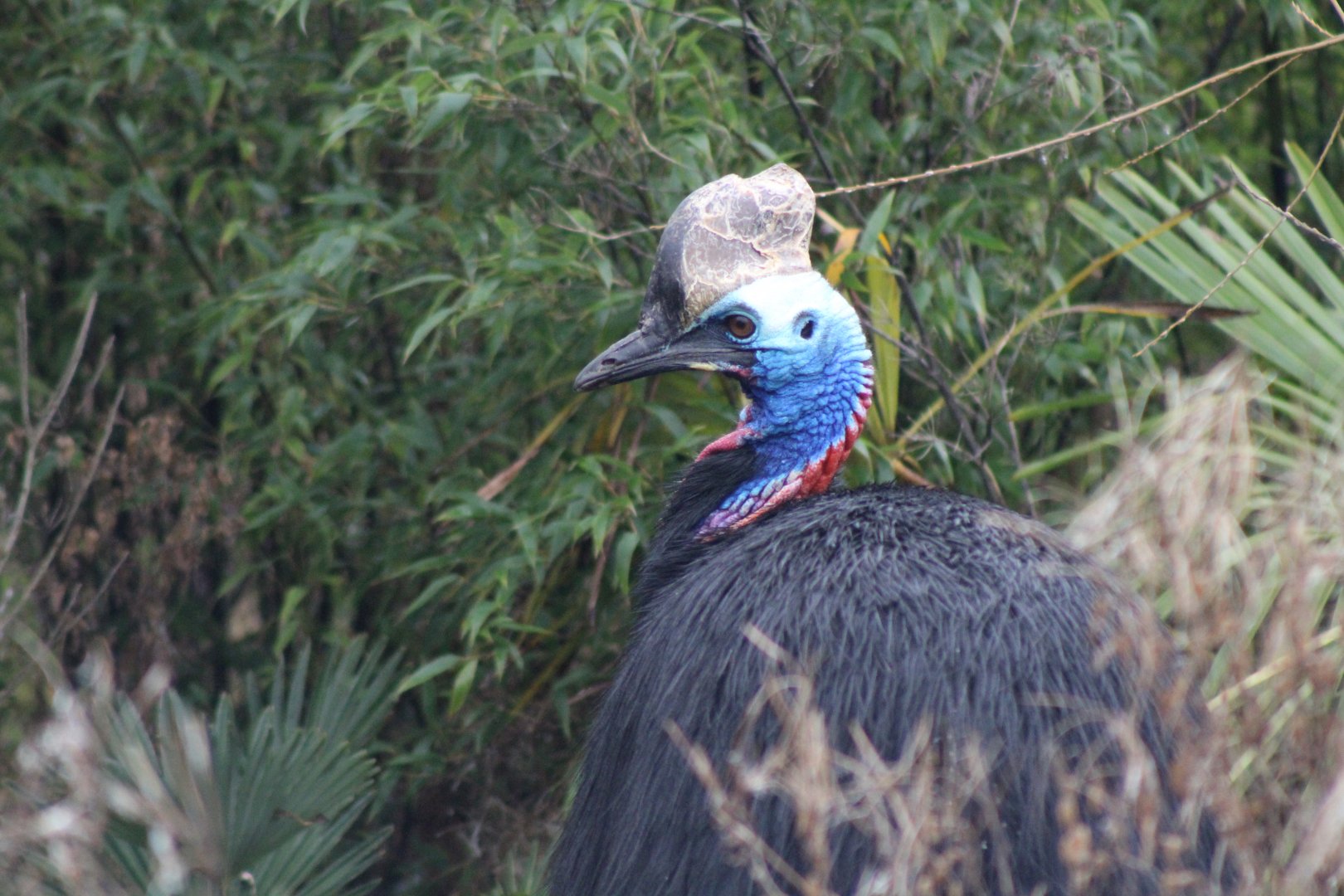 Cassowary