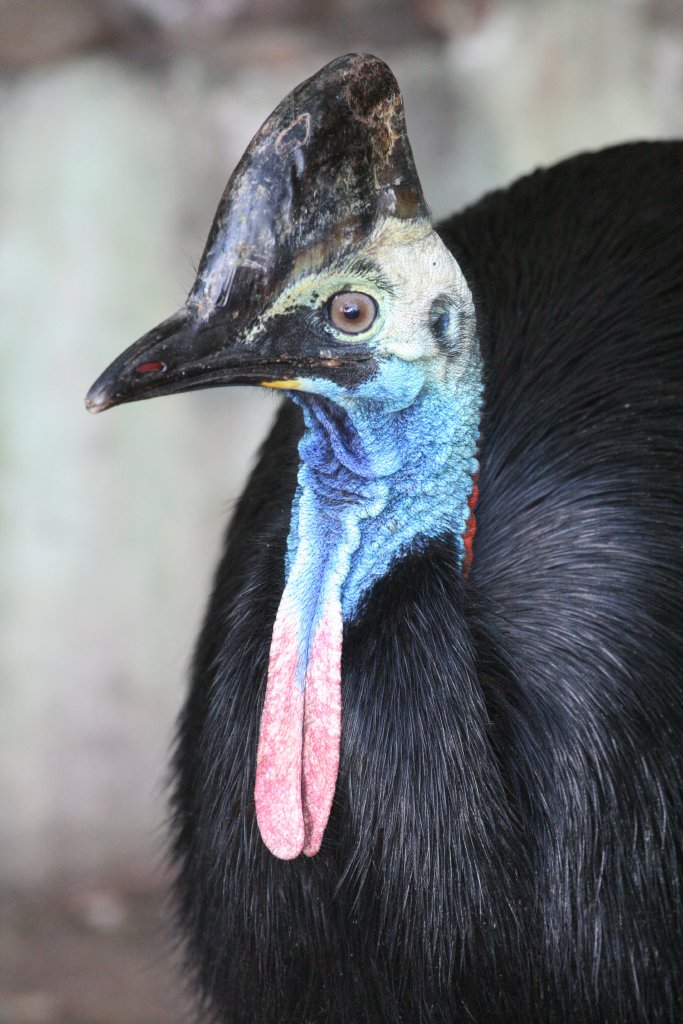 Cassowary