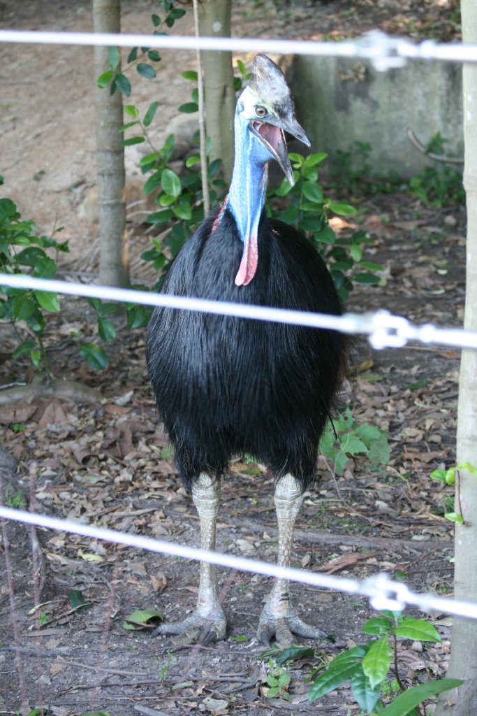 Cassowary