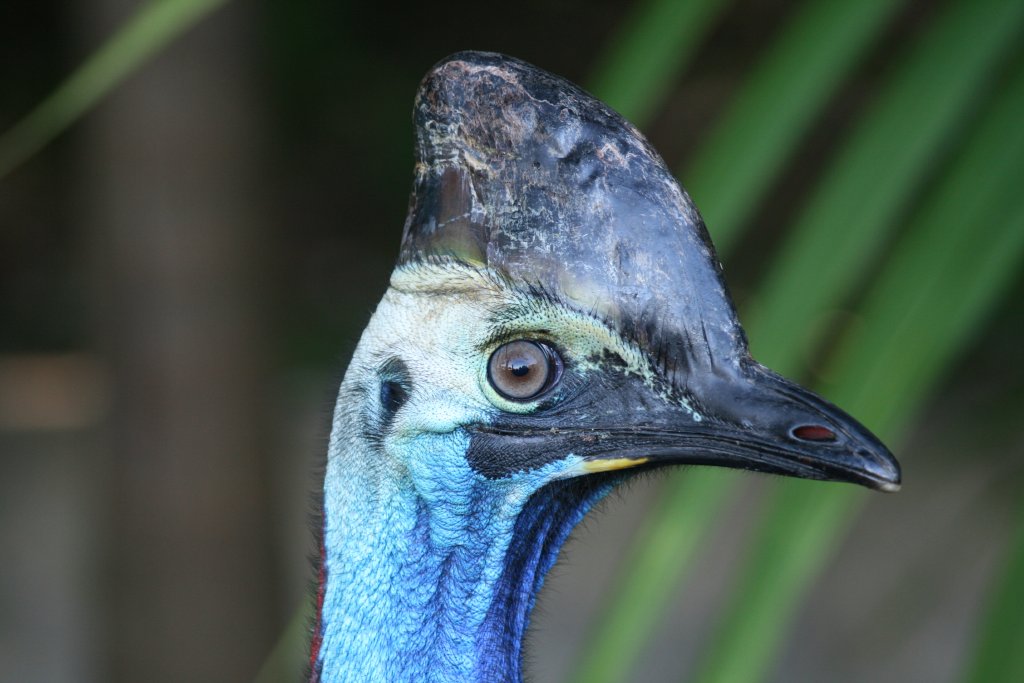 Cassowary